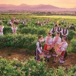 Bulgaria_kazanluk_Roses_www.vitexnatura-wholesale.com