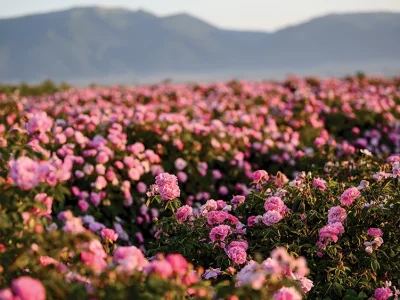 The Valley of Roses in Bulgaria