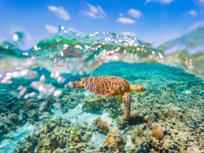 Great Barrier Reef