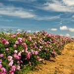 rose-fields-1