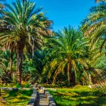 Al-Ain-Oasis