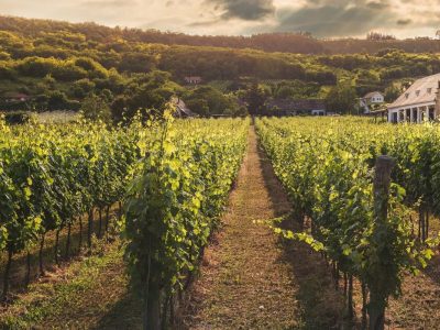 Wine Tours in Moldova