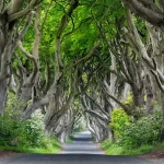 iStock_504227034_ireland_Dark_Hedges_in_Ulster_Province_7x5