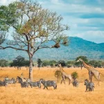 wild-giraffes-and-zebras-together-2023-11-27-04-49-44-utc-copy-640x411