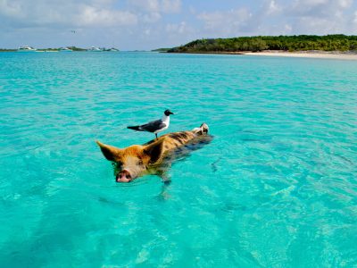 Exuma – A Tropical Paradise in the Bahamas