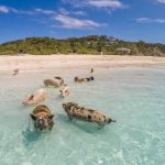 big-major-cay-exuma-pigs-bahamas