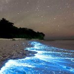 Vieques' Bioluminescent Bay - A Glowing Natural Wonder