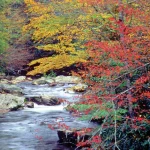 Great Smoky Mountains National Park - Misty Mountains and Appalachian Wildlife