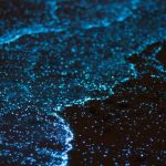 Vieques' Bioluminescent Bay - A Glowing Natural Wonder