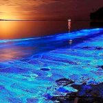 Vieques' Bioluminescent Bay - A Glowing Natural Wonder
