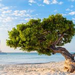 TAL-aruba-divi-divi-tree-ARUBA1223-a61b3838924f4dc7a11df02806052aa0