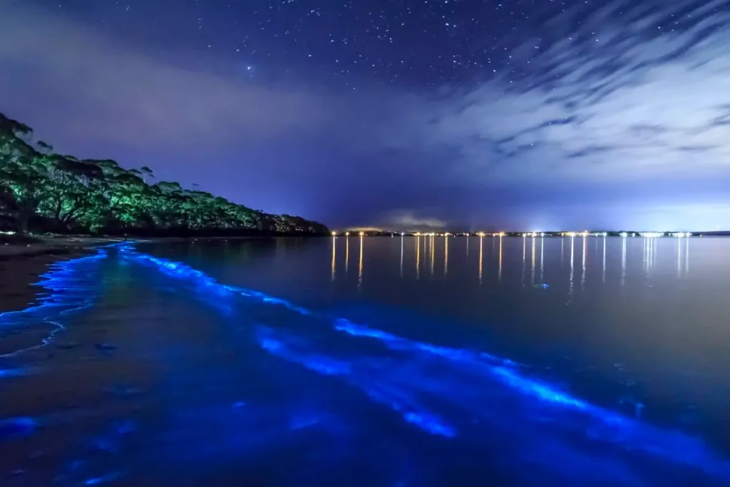 Vieques' Bioluminescent Bay - A Glowing Natural Wonder