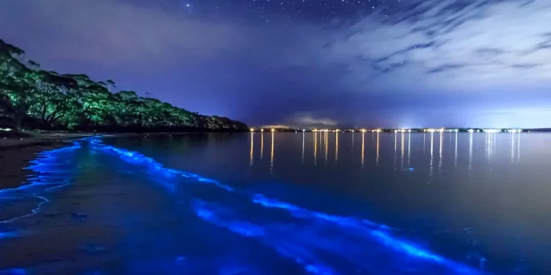 Vieques' Bioluminescent Bay - A Glowing Natural Wonder