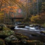 Great Smoky Mountains National Park - Misty Mountains and Appalachian Wildlife