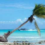 free-photo-of-tropical-beach-relaxation-on-leaning-palm-tree-scaled
