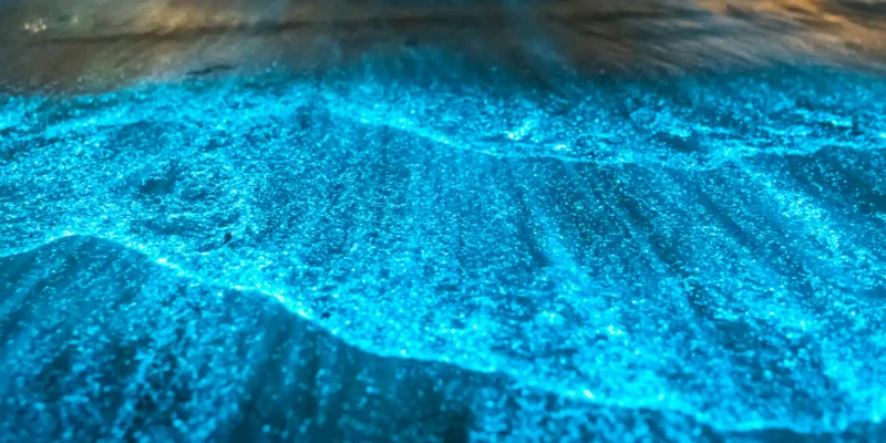 Vieques Bioluminescent Bay Travel Guide Puerto Rico’s Glowing Natural Wonder