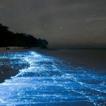 Vieques' Bioluminescent Bay - A Glowing Natural Wonder