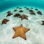 private-saona-speed-boat-vip-644-1