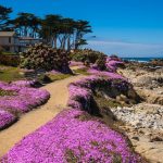 Monterey: The Ultimate Travel Guide to California’s Scenic Coastal Gem