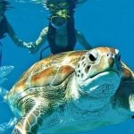 48979789 Barbados Aquarium: The Ultimate Travel Guide to a Family-Friendly Caribbean Attraction