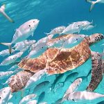 Barbados_P Barbados Aquarium: The Ultimate Travel Guide to a Family-Friendly Caribbean Attraction