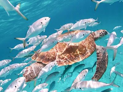 Barbados Aquarium: The Ultimate Travel Guide to a Family-Friendly Caribbean Attraction
