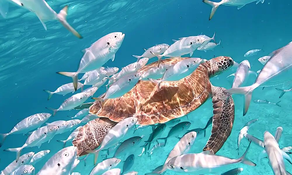 Barbados Aquarium: The Ultimate Travel Guide to a Family-Friendly Caribbean Attraction