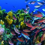 Princess & Striped Parrotfish grazing on the reef_LucyAgace Barbados Aquarium: The Ultimate Travel Guide to a Family-Friendly Caribbean Attraction