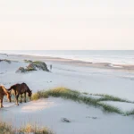 Outer Banks: The Ultimate Travel Guide to North Carolina’s Coastal Paradise