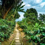 Walking-trail-on-Blue-Mountain-Coffee-tour Blue Mountains Jamaica: The Ultimate Travel Guide to Jamaica’s Scenic Mountain Paradise
