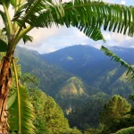 blue-mountains-1140x761 Blue Mountains Jamaica: The Ultimate Travel Guide to Jamaica’s Scenic Mountain Paradise