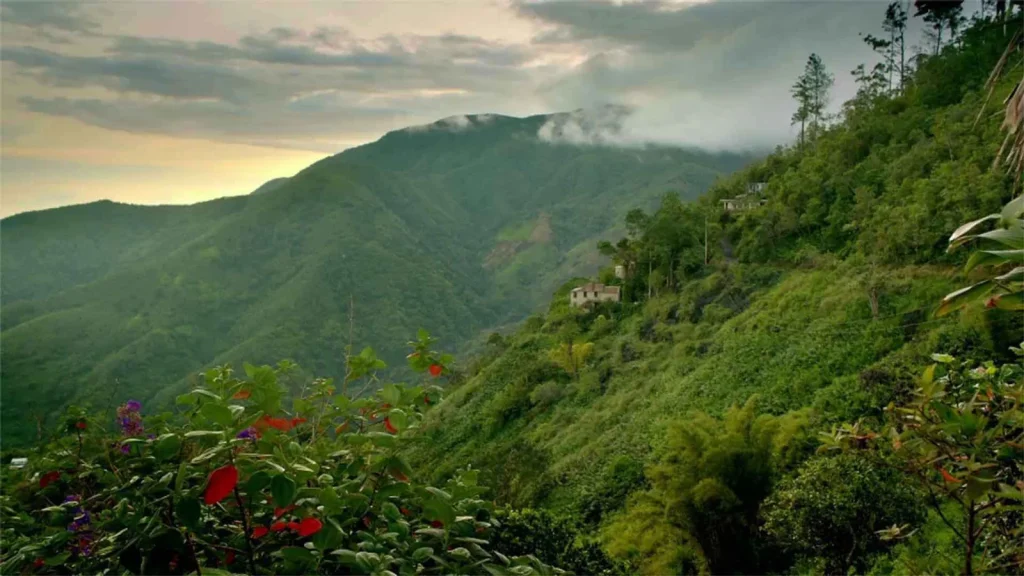 Blue Mountains Jamaica: The Ultimate Travel Guide to Jamaica’s Scenic Mountain Paradise 1 Blue Mountains Jamaica: The Ultimate Travel Guide to Jamaica’s Scenic Mountain Paradise