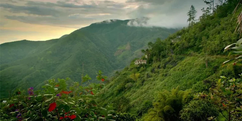 Blue Mountains Jamaica: The Ultimate Travel Guide to Jamaica’s Scenic Mountain Paradise
