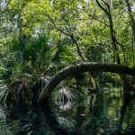 pexels-kelsey-wilkerson-443975242-17614147 Lamanai: The Ultimate Travel Guide to Belize’s Ancient Maya City in the Jungle