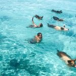 pig-beach-tour-bahamas Pig Beach (Swimming Pigs) The Ultimate Travel Guide to the Bahamas’ Most Unique Island Experience