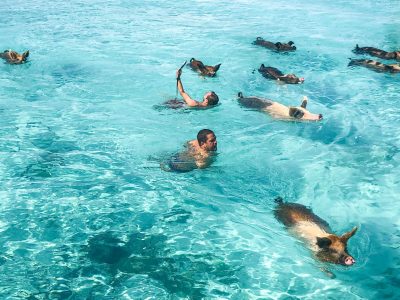 Pig Beach – the famous swimming pig beach in the Bahamas