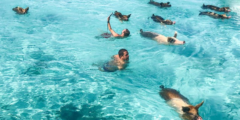 Pig Beach – the famous swimming pig beach in the Bahamas