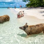 swimming-pigs-5-Paul-Harding-00 Pig Beach (Swimming Pigs) The Ultimate Travel Guide to the Bahamas’ Most Unique Island Experience