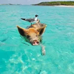 swimming-pigs-bahamas Pig Beach (Swimming Pigs) The Ultimate Travel Guide to the Bahamas’ Most Unique Island Experience