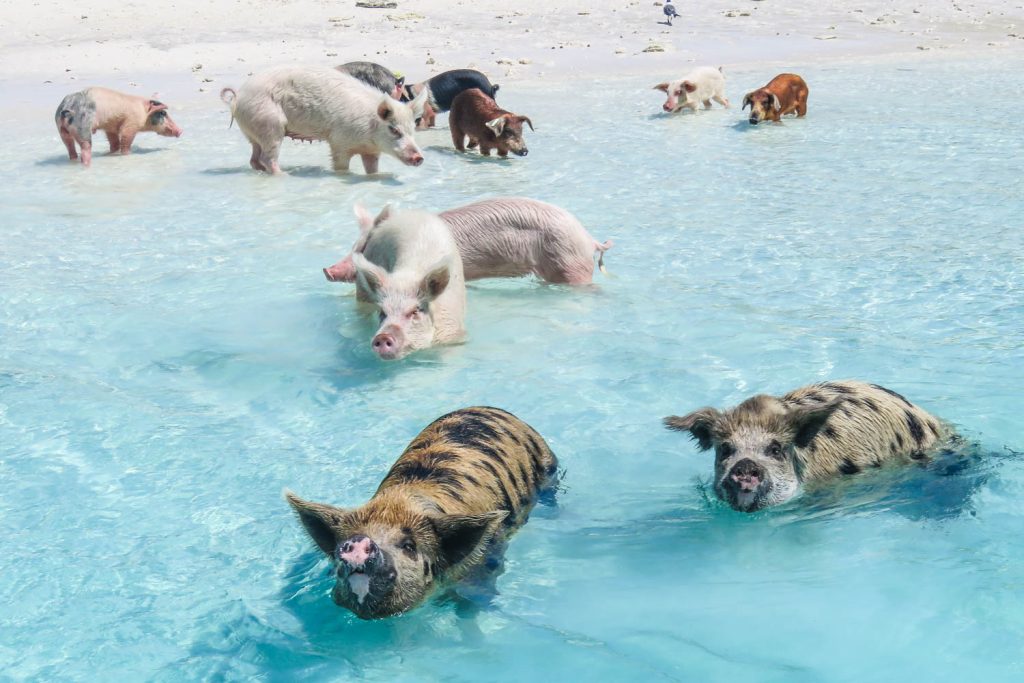 Pig Beach (Swimming Pigs) The Ultimate Travel Guide to the Bahamas’ Most Unique Island Experience 1 Pig Beach (Swimming Pigs) The Ultimate Travel Guide to the Bahamas’ Most Unique Island Experience