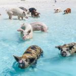 where-is-pig-island Pig Beach (Swimming Pigs) The Ultimate Travel Guide to the Bahamas’ Most Unique Island Experience