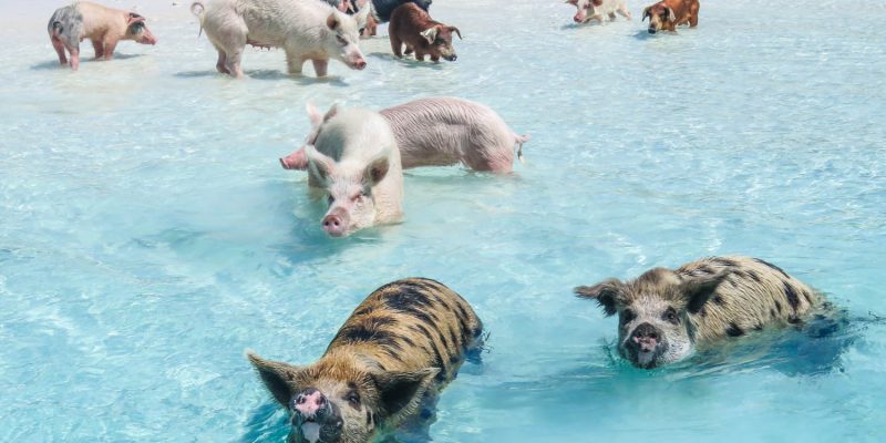 Pig Beach (Swimming Pigs) The Ultimate Travel Guide to the Bahamas’ Most Unique Island Experience