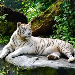 pexels-aadhi-19354037 Singapore Zoo: The Ultimate Travel Guide to the World’s Best Open-Concept Wildlife Park