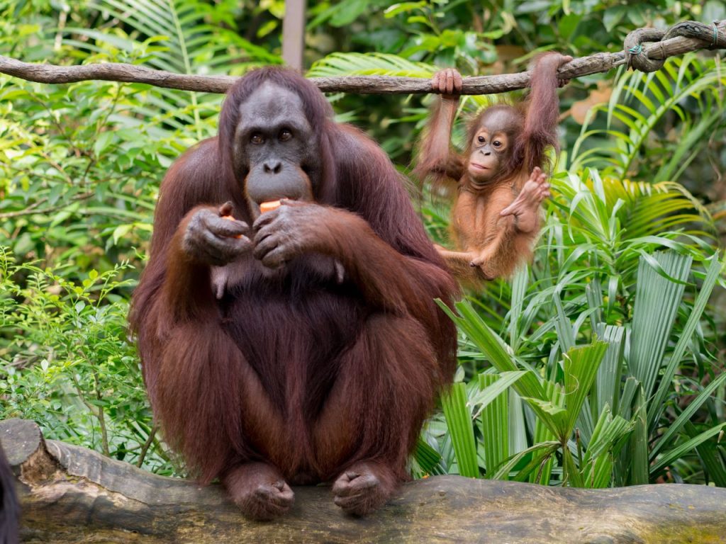 Singapore Zoo: The Ultimate Travel Guide to the World’s Best Open-Concept Wildlife Park 1 Singapore Zoo: The Ultimate Travel Guide to the World’s Best Open-Concept Wildlife Park