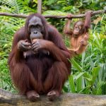 pexels-brettjordan-825595 Singapore Zoo: The Ultimate Travel Guide to the World’s Best Open-Concept Wildlife Park
