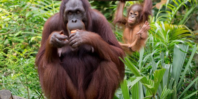 Singapore Zoo: The Ultimate Travel Guide to the World’s Best Open-Concept Wildlife Park
