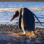 pexels-gsn-travel-28386049 Antarctic Peninsula via Ushuaia: The Ultimate Travel Guide to the Edge of the World and Beyond
