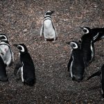pexels-lucasleonelsuarez-20512553 Antarctic Peninsula via Ushuaia: The Ultimate Travel Guide to the Edge of the World and Beyond