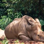 pexels-wewe-yang-2383099-4394473 Singapore Zoo: The Ultimate Travel Guide to the World’s Best Open-Concept Wildlife Park